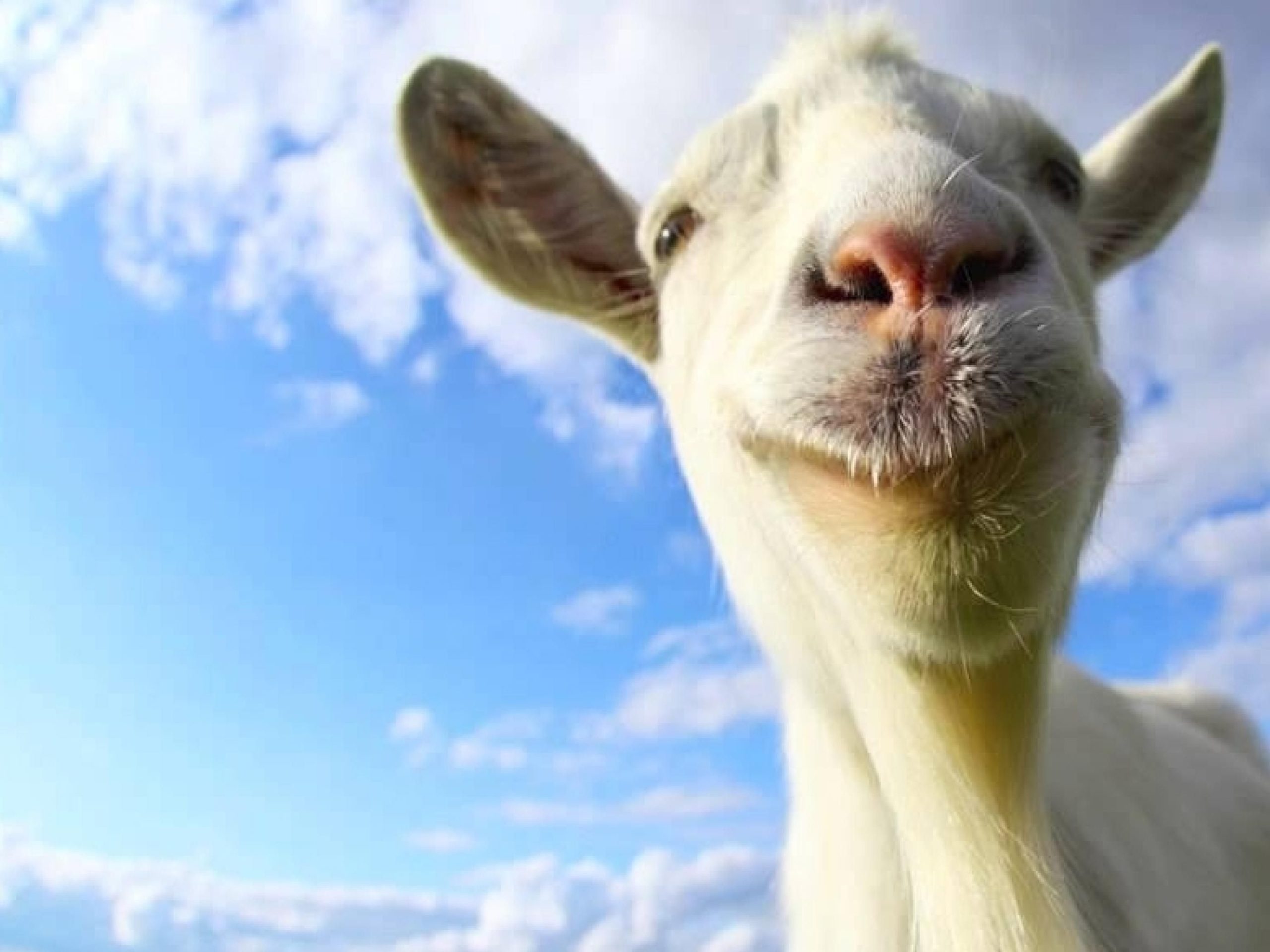 wp9348467-goat-4k-wallpapers